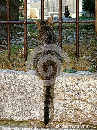 Catâ€™s close up and black cat in the distance Stock Photo